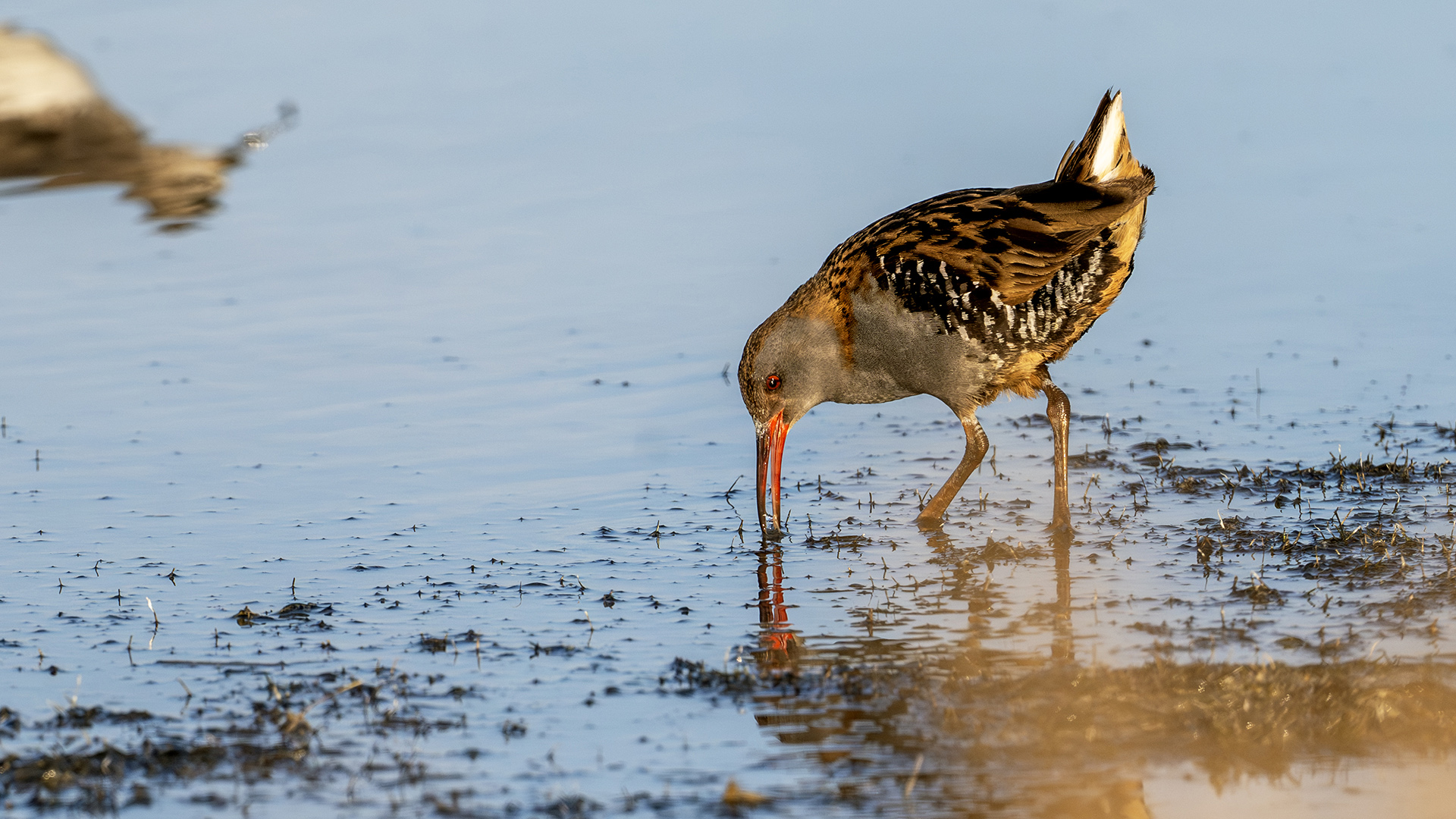 Water Rail — Ana fotoğraf